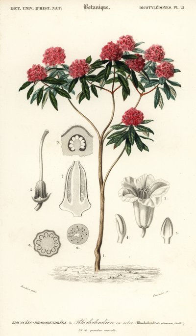 ツリー シャクナゲ、ツツジ arboreum。 、1849年（彫刻） 作： Louis Joseph Edouard Maubert
