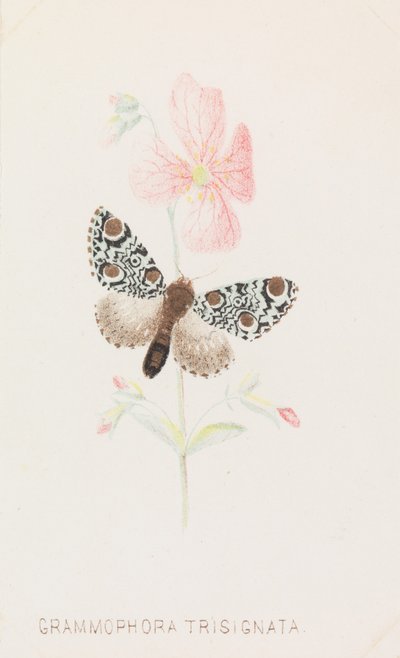Grammophora Trisignata, 1862... 作： Louis Prang