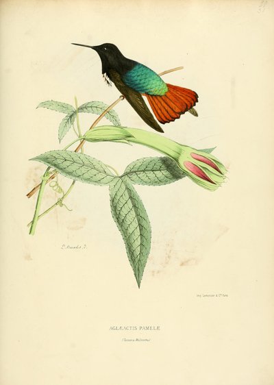 Aglaeactis pamelae 作： Louis Victor Bevalet