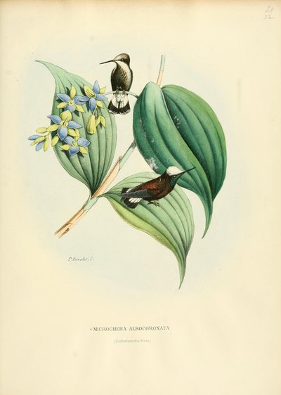 Microchera albocoronata 作： Louis Victor Bevalet