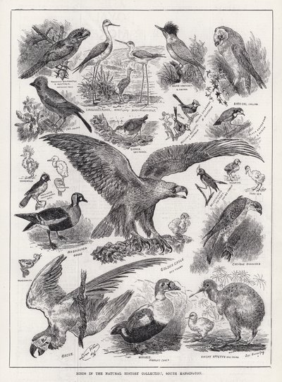 サウスケンジントンの自然史コレクションにある鳥たち（エングレービング 作： Louis Wain