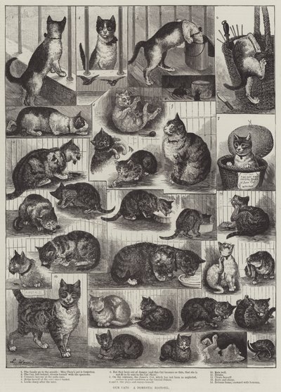 私たちの猫、国内史 作： Louis Wain