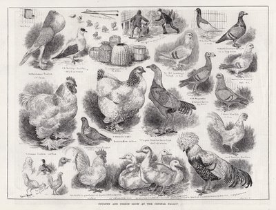クリスタル・パレスでの家禽と鳩のショー(エングレービング) 作： Louis Wain