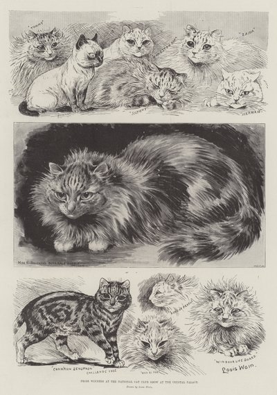 Crystal PalaceでのNational Cat Club Showの受賞者 作： Louis Wain