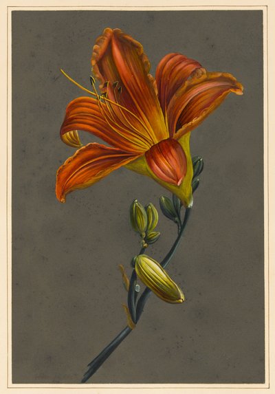 Hemorocallus（Day Lily）、1830（下地に紙を使用したボディカラー） 作： Louise DOrleans