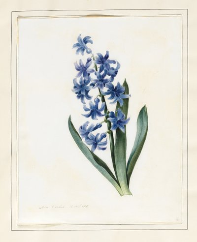 ヒヤシンス、1826年（ベラムにボディカラーのあるトイレ） 作： Louise DOrleans