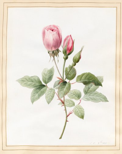 ピンクのバラとつぼみ、1826（ベラムにボディカラーのあるトイレ） 作： Louise DOrleans