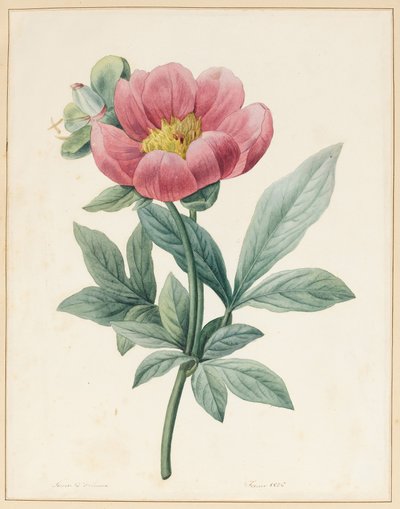 ポコノ男性、草食性、1826年 作： Louise DOrleans