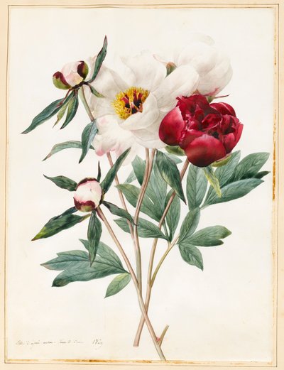 赤と白の草本の牡丹、1829年（ベラムにいくつかのボディカラーがあるトイレ） 作： Louise DOrleans