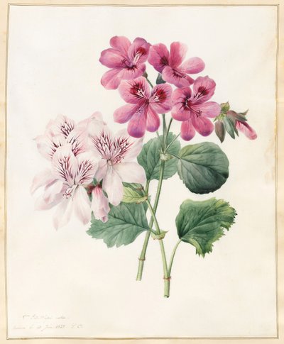 2つのハイブリッド「ペリアゴニウム」、1828（ベラムにボディカラーを備えたトイレ） 作： Louise DOrleans