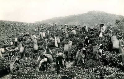 茶葉の摘み取り作業、セイロン島北部のエステート、1900-1930年頃（モノクロ写真）。 作： Ltd. Ceylon Plâté