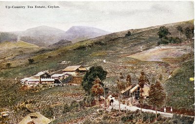 アップカントリーティーエステート、セイロン、1900〜20年頃（手描きの写真） 作： Ltd. Ceylon Plâté