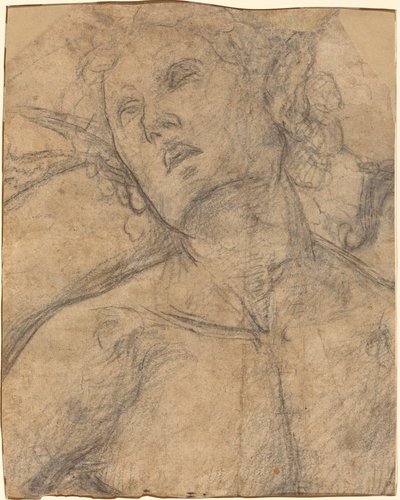 上を向いた青年の胸像 [右] 作： Luca Signorelli