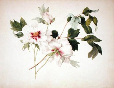 Paeonia suffruticosa 作： Lucy Cust