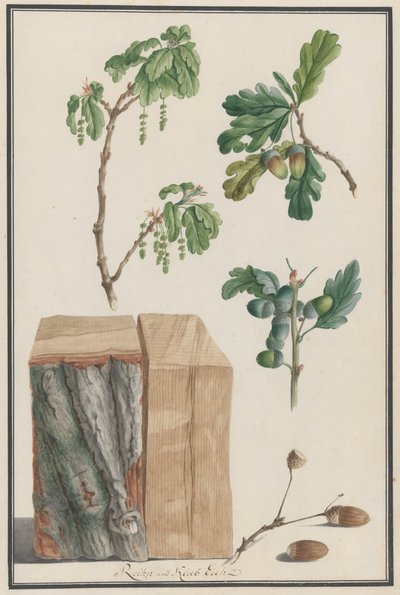 イングリッシュ オーク コナラ ロバーの花、果実、幹の研究、1788 年。 作： Ludwig Pfleger