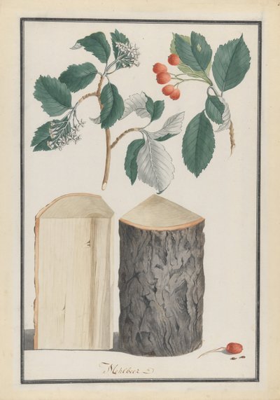 Sorbus subgenus Aria, 1788のシラクチカズラの葉、花、果実および幹の研究。 作： Ludwig Pfleger