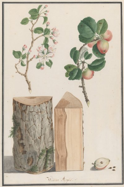 野生のリンゴの木Malus sylvestrisの幹、花、果実の研究、1788年。 作： Ludwig Pfleger