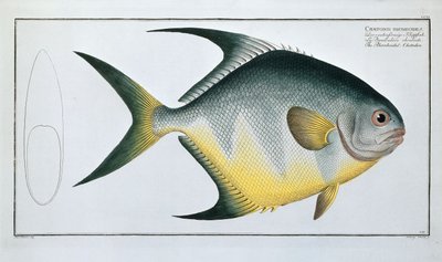 菱形のケトドン 作： Ludwig Schmidt