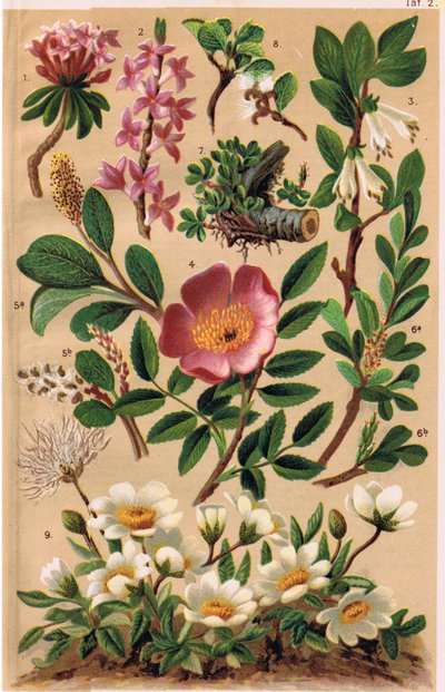 高山植物、CS Schroter教授による「Alpine Flora」のイラスト、1921年発行 作： Ludwig Schroter
