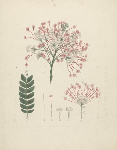 Albizia gummifera (J.F. Gmel.) C.A. Sm. (Gummy Albizia Tree): finished drawing of flowering head of shoot, with details of inflorescence, florets, and leaf   1443862   ja       japanese Successfully Translated  Original: Der Schrecken der bärtigen Gedanken 作： Luigi Balugani