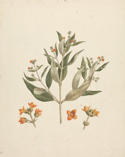 Avicennia marina (Forssk.) Vierh. (ホワイト マングローブ): 花の詳細を含む開花シュートの完成図 作： Luigi Balugani