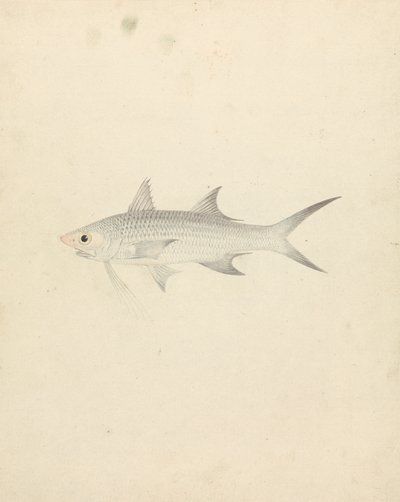 Binney: número um (um peixe) 作： Luigi Balugani