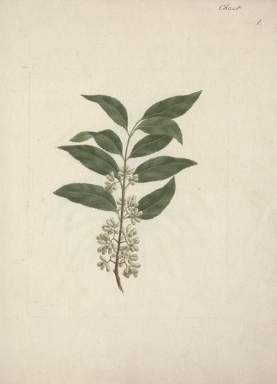 ストーリー Edulis Forsk。 (Khat): 完成図 作： Luigi Balugani