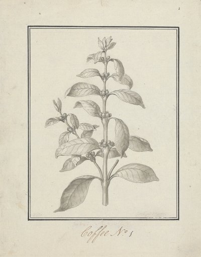 Coffea arabica L. (Arabica Coffee): 緑豊かな新芽と果実の完成図 作： Luigi Balugani