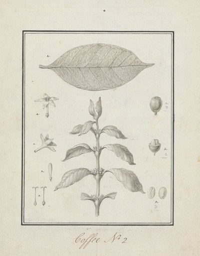 Coffea arabica L. (Café Arábica): desenho finalizado de broto folhoso, com detalhes de flores, folhas e frutos 作： Luigi Balugani