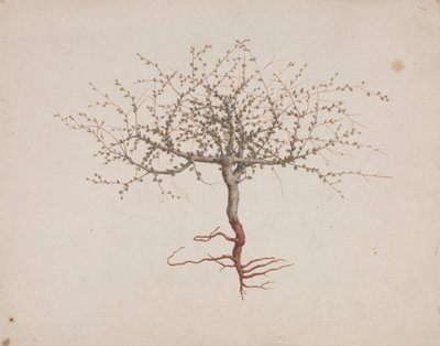 Commiphora gileadensis (L.) C. Chr. (ギレアドの香油、オポバルサム): 木の癖があれば描き終わり(根付き) 作： Luigi Balugani