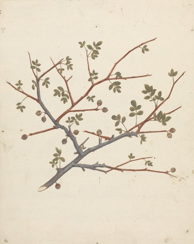 Commiphora gileadensis (L.) C. Chr. (ギレアデの香油、オポバルサム): 結実枝の完成図 作： Luigi Balugani