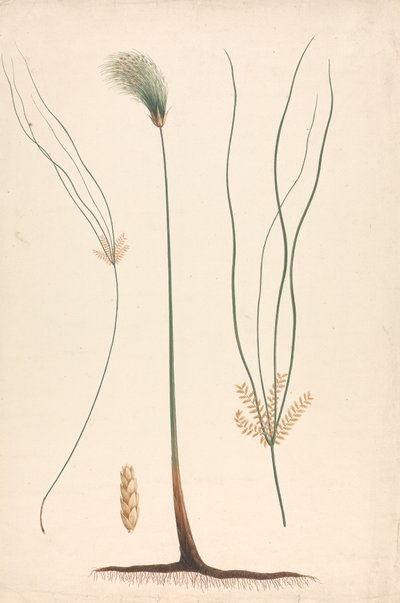 Cyperus papyrus L. (Papyrus Sedge): 蒸気と開花頭の完成図、左右の花序の詳細 作： Luigi Balugani