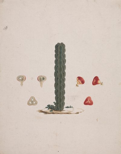 Euphorbia abyssinica J.F. Gmel. (エチオピアのトウダイグサ): 単一の幹の完成図、全体と解剖された果実の詳細 作： Luigi Balugani