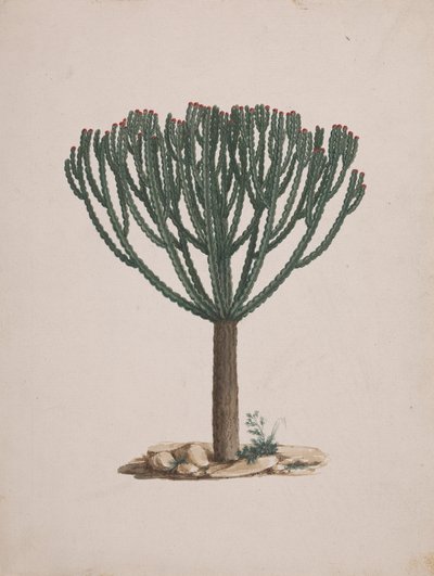 Euphorbia abyssinica J.F. グメル。 (Ethiopian Tree-Spurge): 木の習性を描き終えました 作： Luigi Balugani