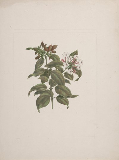 Jasminum dichotomum Vahl (African jasminum): 完成図 作： Luigi Balugani