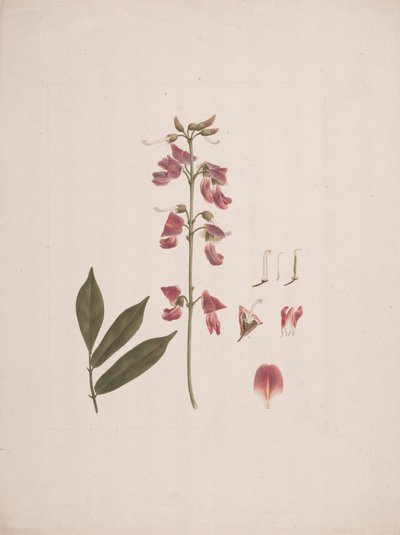 Millettia ferruginea (Hochst.) Baker: いくつかの詳細を除いた完成図 作： Luigi Balugani