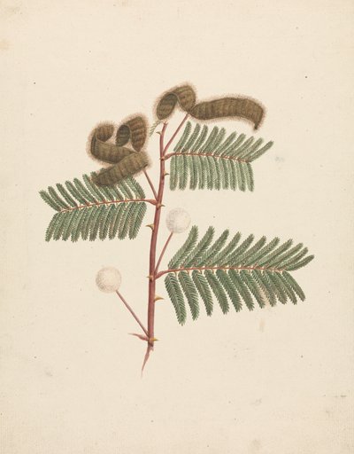 Mimosa pigra (L.): 完成図 作： Luigi Balugani