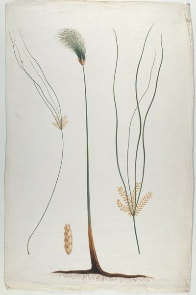 パピルス（植物と根の詳細）、ジェームスアビシニアンブルース（1730-94）後（紙のグラファイト上のトイレ） 作： Luigi Balugani