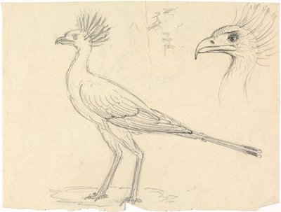 秘書の鳥 作： Luigi Balugani