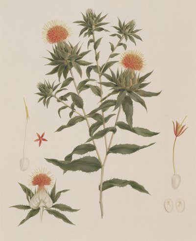 Sussa（葉、花、詳細）は以前James Bruce（1730-94）（紙のグラファイトの上にトイレ）に帰属 作： Luigi Balugani