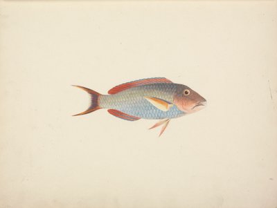 正体不明の魚 作： Luigi Balugani