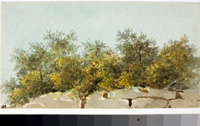 オリーブ、リグーリアの国（水彩画、1825年頃 作： Luigi Garibbo