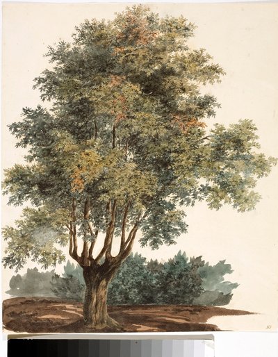 木（水彩画、1825年頃 作： Luigi Garibbo