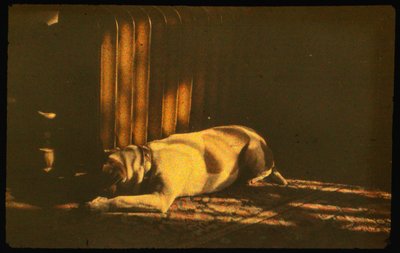 オートクローム・ルミエールと35mmフィルムで撮影した、日光の下で眠る犬のカラー写真。 作： Luis Marden