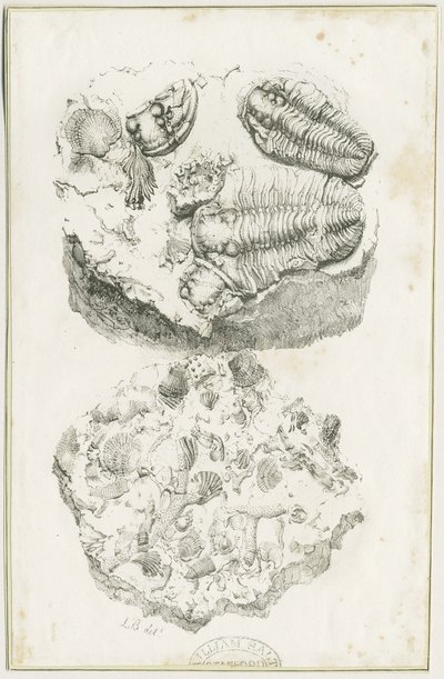 ダドリー - 化石：リトグラフ、nd [c 1825] （プリント 作： Luke Booker