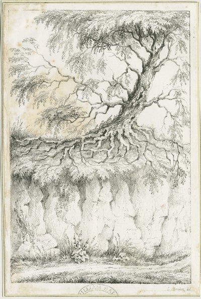 ダドリー-木：リトグラフ、nd [c 1825] (プリント) 作： Luke Booker