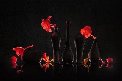 深紅の花が咲く黒い花瓶 作： Lydia Jacobs
