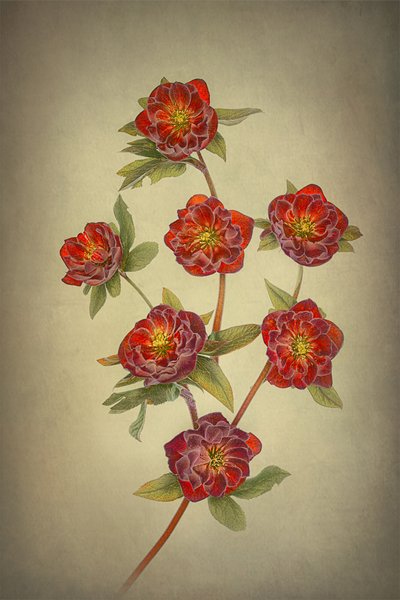  作： Lydia Jacobs