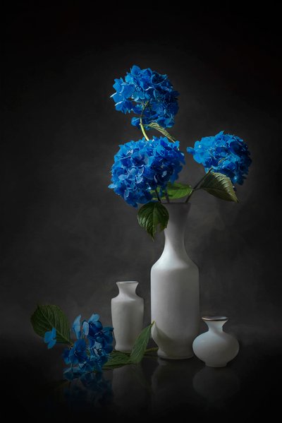 優雅な青いアジサイ 作： Lydia Jacobs