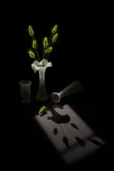 緑の植物、鳥の影 作： Lydia Jacobs